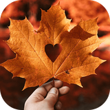 com.mahrooroid.profilepaeez