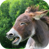 com.andromo.dev230101.app298750