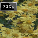 fbk.proje.zanbor.sd.free