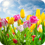 com.wallpapertulipsflowerwallpaper.wallpaperhd