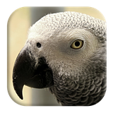 com.kikaapps.greyparrotsounds