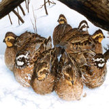 ir.kasbokare.sodavar.ba.parvaresh.belderchen.d