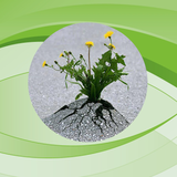 ir.alimoradian.erade