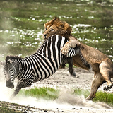 com.smashinggeeks.angrylionjungleattack