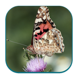 com.andromo.dev353832.app710476