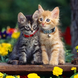 com.myapp.Cute.Cat.WallpapersHd