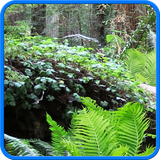 com.cosmicmobile.lw.forest1