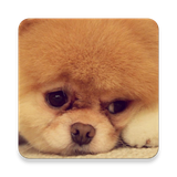 com.hamaz.animalswallpapers