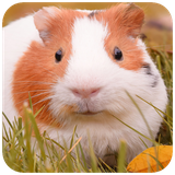 com.hd.guinea.pig.cute.animals.wallpapers