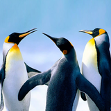 com.wildlife.penguin