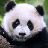 com.wildlife.panda