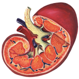 kalale.bimarihayekolie