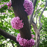 cccc.parvareshe.gol.giahh