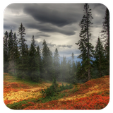 com.app.devzone.forestwallpaper