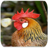 com.proapps.rooster.sounds