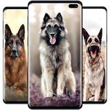 com.andromo.dev623844.app671369