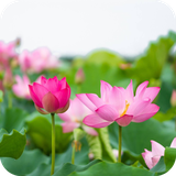 com.lotus.wallpaper.lotusdulalwallpaperhd