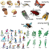 net.androidbasic.learnenglishbypicture