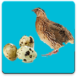 com.pishtaz_ht.belderchin