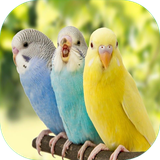 com.sra_ht.morrgheeshgh