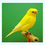 ir.takser.va.parvaresh.ghanare.d