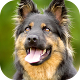 com.WallpaperStudio.GermanShepherdwallpaper.images.HD