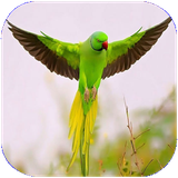 barnehsan.parandegan