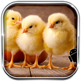 sakht.dastgah.jojekedhi.opo