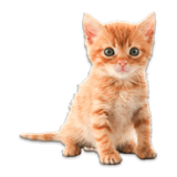 com.palmeralabs.animals_stickers