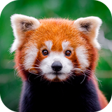 com.altland.redpanda