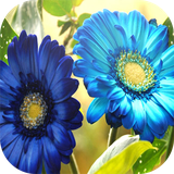 com.mhd.roses.in.phones