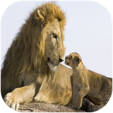 didar.pestandaraneetupi