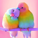 com.amz.cutebirdspuzzle