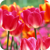 com.tulips.wallpaper.tulipsdulalwallpaper