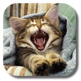 com.kklivewallpaper.pussycat