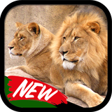 ir.tinasoft.lions_new