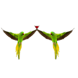 avayeparandegan.ir.kr.si.ma.usn