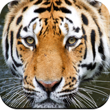 com.hd.animalwallpapers.wild.animalwallpaper