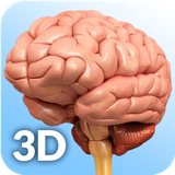 com.visual3dscience.brainpro