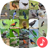 io.appp.sounds.thaibirdsounds