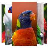 com.suviapps.Parrot.WallpaperHd.Parratwallpapers