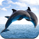 com.dolphinwallpaper.dolphinpictures.scenerywallpaper.nature