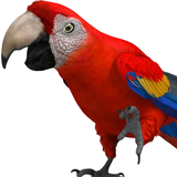 com.talkinggames.talkingparrot
