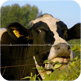 dara.damparvariemodern