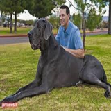 ir.bartarenhaye.genes.d