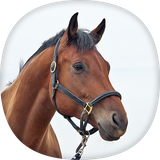 com.peaksel.horsewallpapers