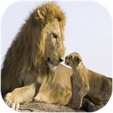 folad.pestandaraneetupi