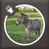 com.kikaapps.donkey.sounds.ringtones