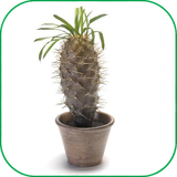 ir.samedoon.parvareshkaktus