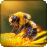 apicultura.beekeeping.apiculturagratis